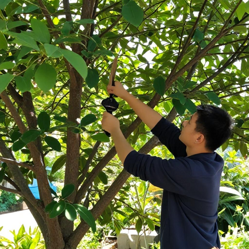 Técnicas Eficazes de Corte e Poda de Árvores para um Jardim Saudável e Bem Cuidado